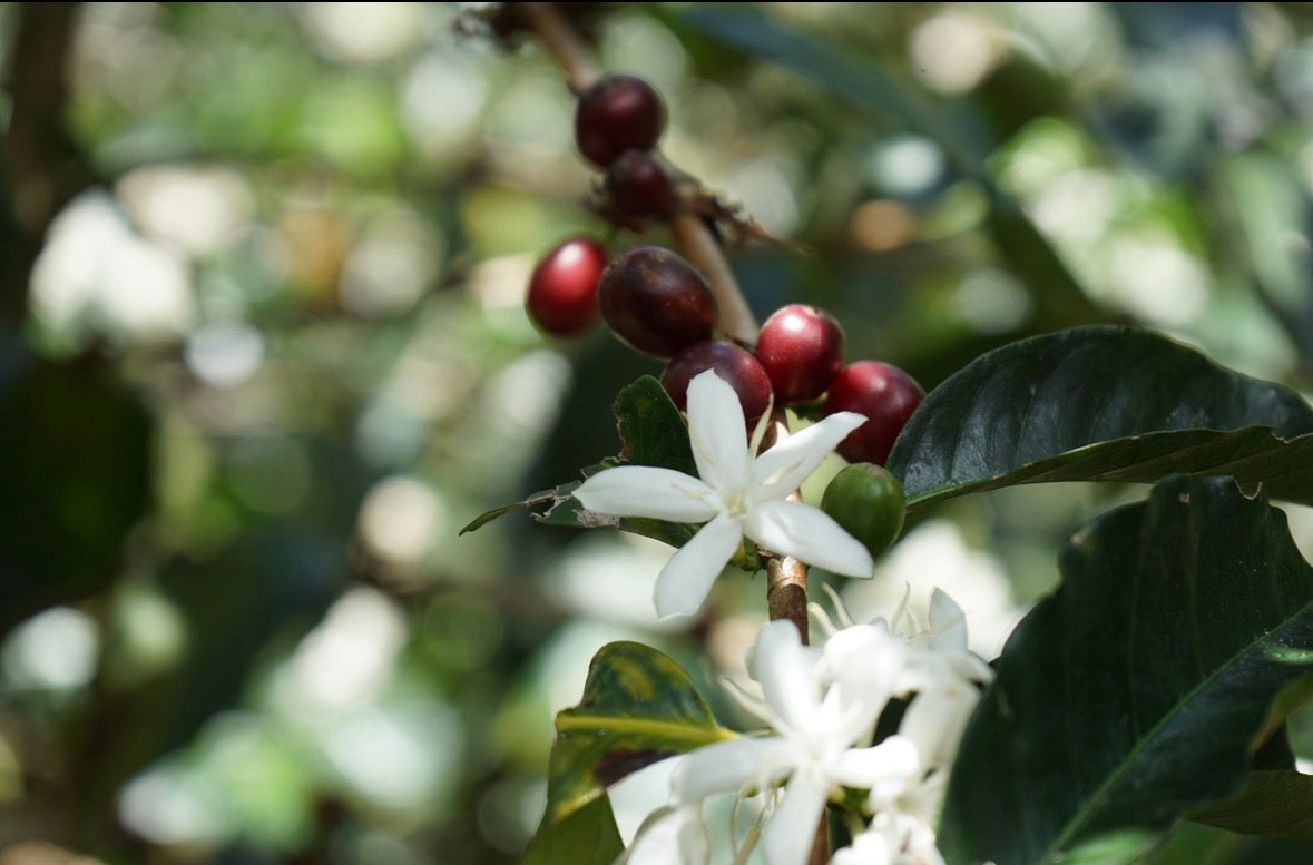 Panama Geisha - Janson Alpes Washed